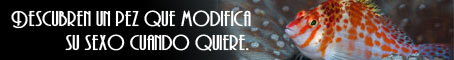 Descubren un pez que modifica su sexo cuando quiere.
